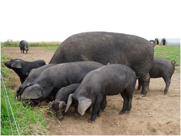 Крупная черная порода свиней