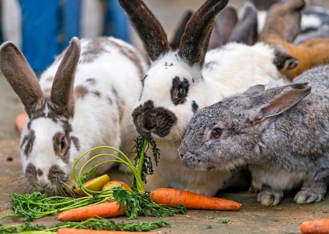 Можно ли кроликам давать кабачки — польза или вред?