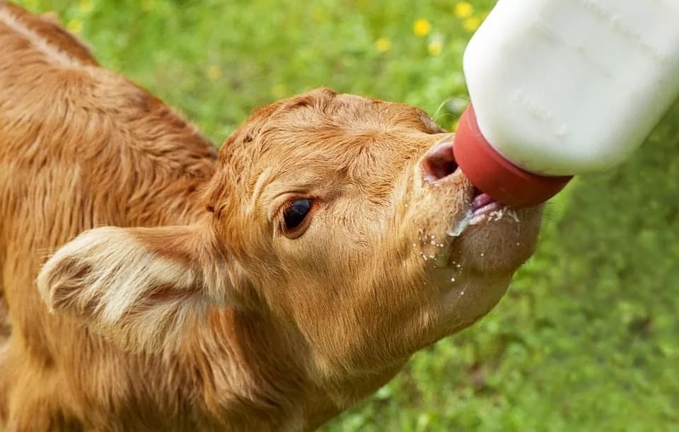Как кормить теленка с первых дней?