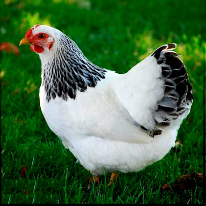 Адлерская порода кур – описание, фото и видео