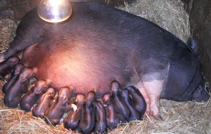 Сколько ходит беременная свинья — сроки и другие вопросы о супоросности