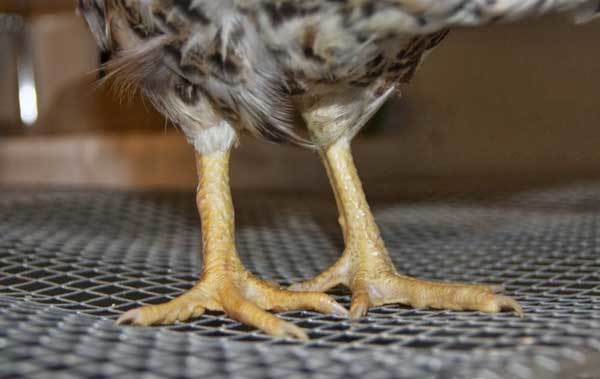 Болезни ног у кур и их лечение: симптомы, причины и лечение