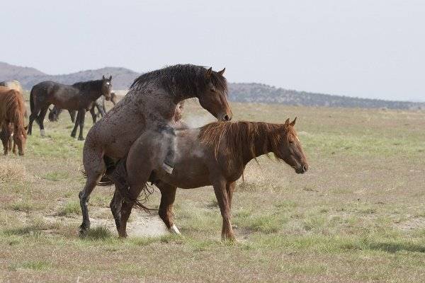 Все о размножении и спаривании лошадей: методы случки, процесс спаривания и видео