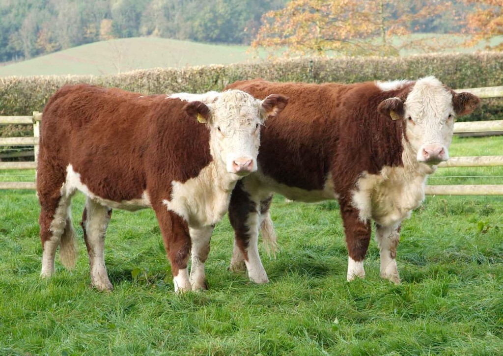 Герефордская порода коров (39 фото): характеристика быков, описание телят. вес коров мясной породы. сколько они дают молока? правила содержания