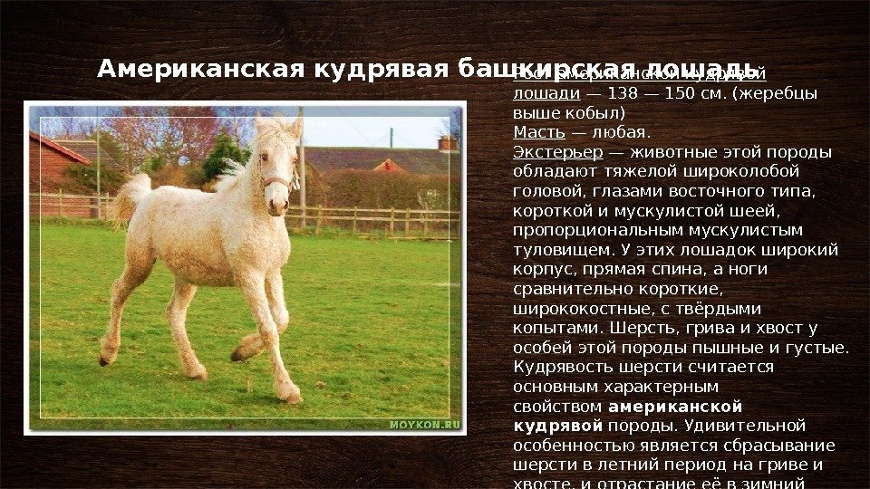 Лошадь породы битюг.история и характеристика породы | мои лошадки