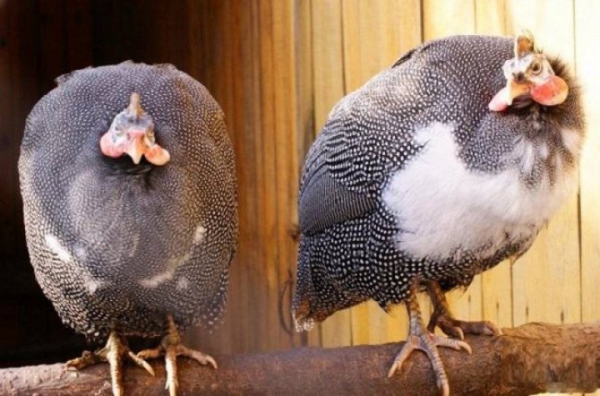 О цесарках: как отличить самку от самца по голосу, определение возраста птицы