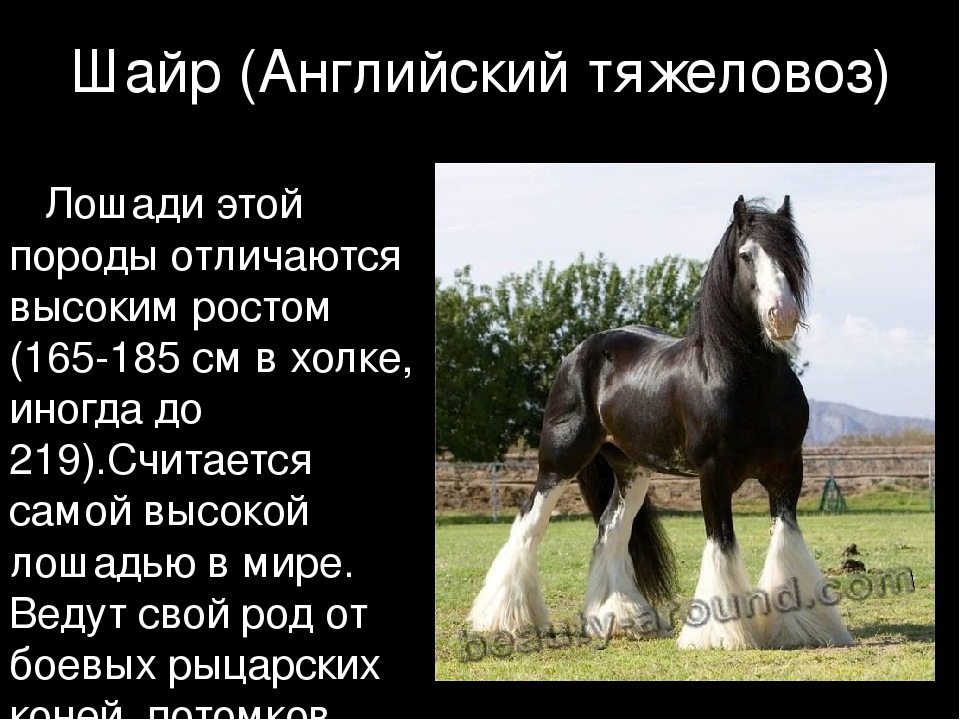 Самые крупные лошади на планете: описание и фото породы шайр