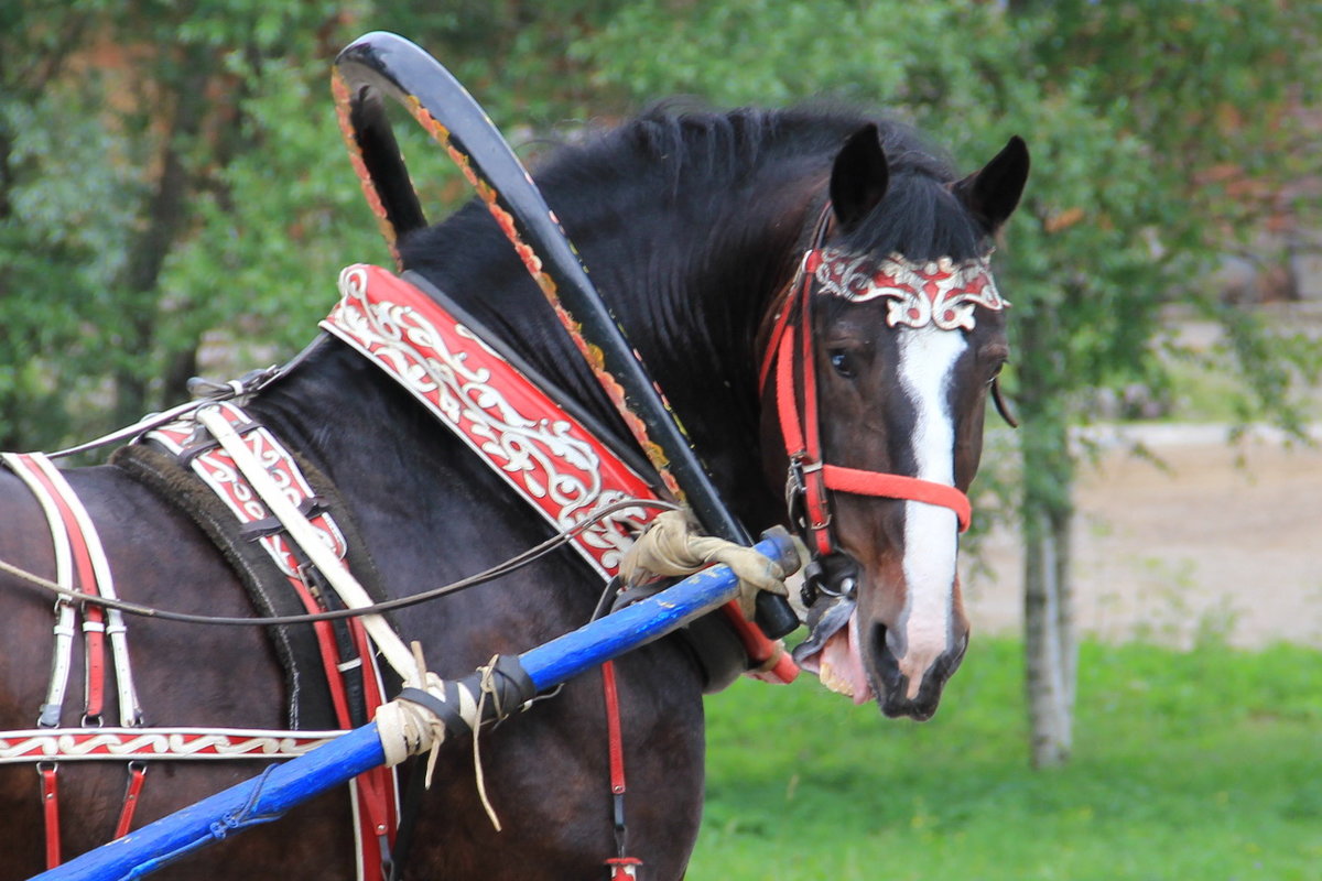 Конская упряжь: самые популярные виды сбруй для лошадей