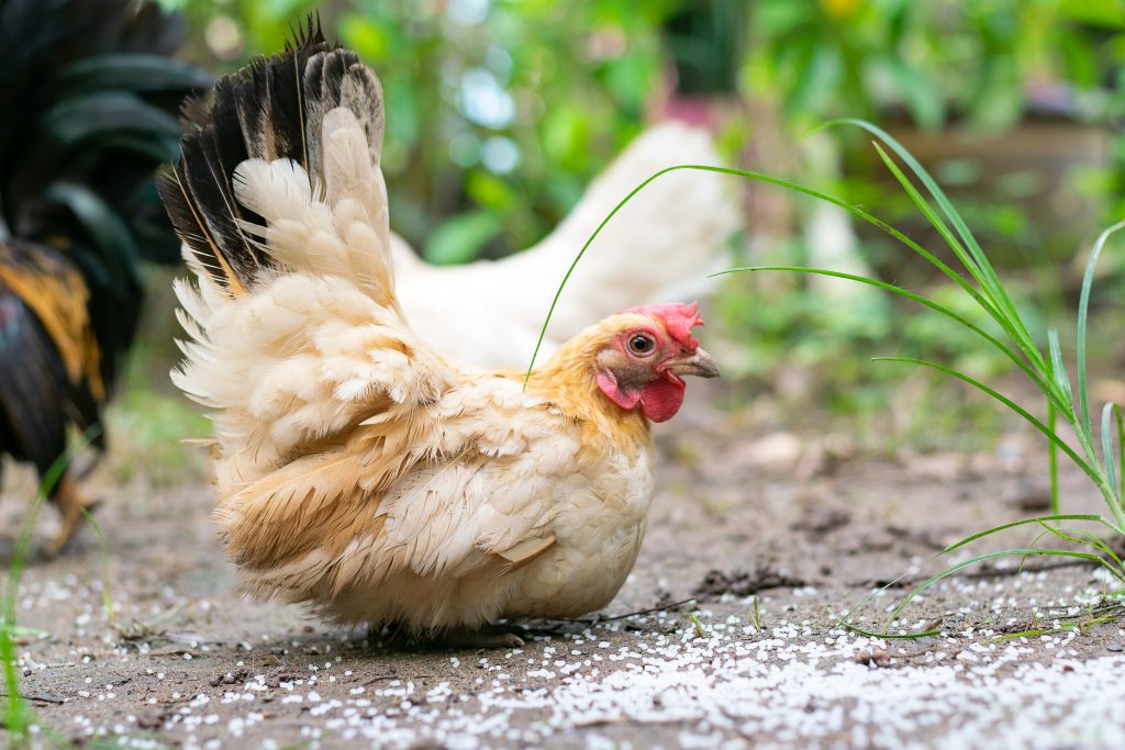 Линька у кур – как помочь птицам перенести осенний «перьепад» — agroxxi