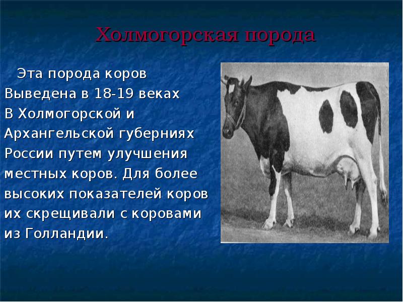 Холмогорская порода коров: характеристика и описание
