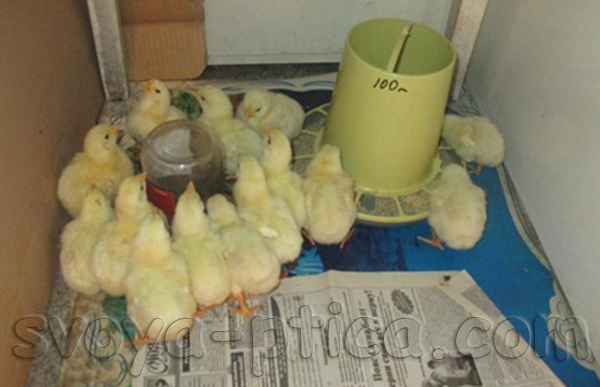 Выращивание цыплят бройлеров: с 1 дня до 5 недельного возраста