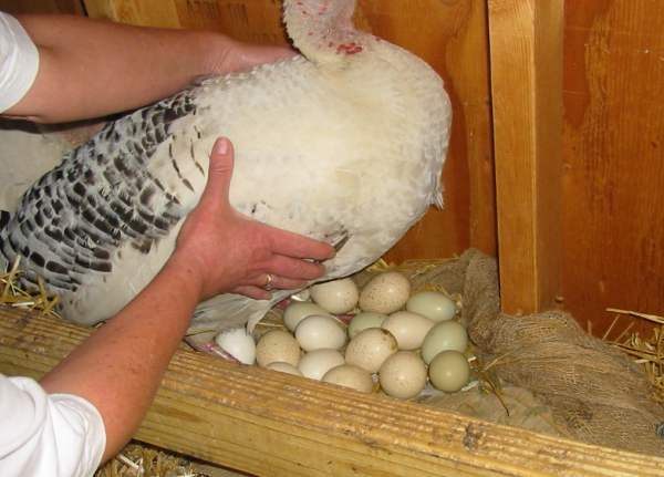 Все про яйца индюшки: сколько несет, как посадить, как несутся