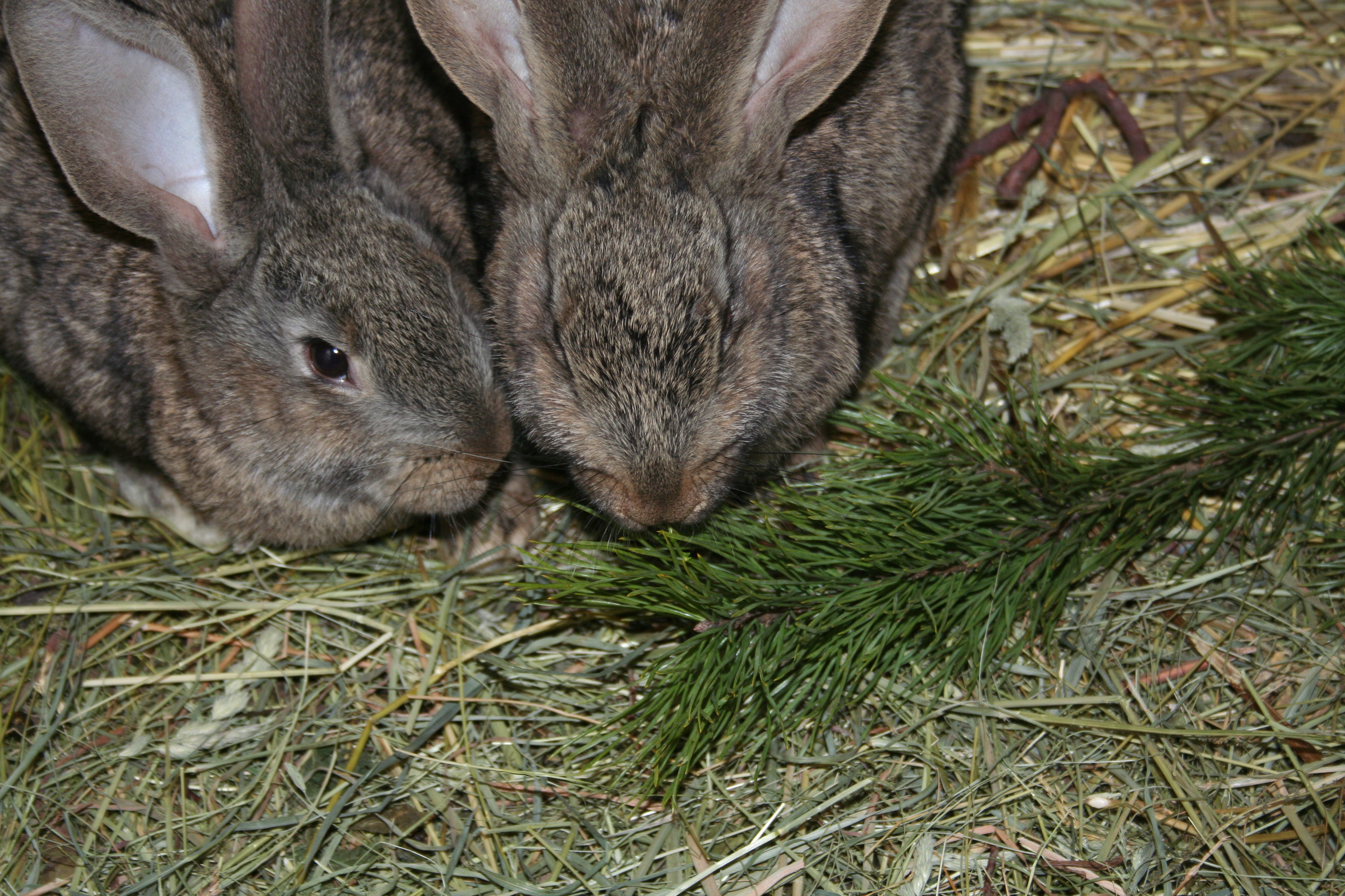 Веточный корм для кроликов: какой можно давать