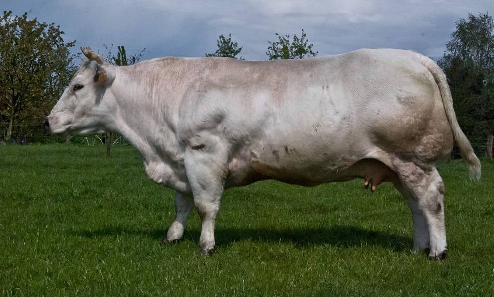 Безрогие (комолые) коровы и быки — это какие породы и что значит без рогов — moloko-chr.ru