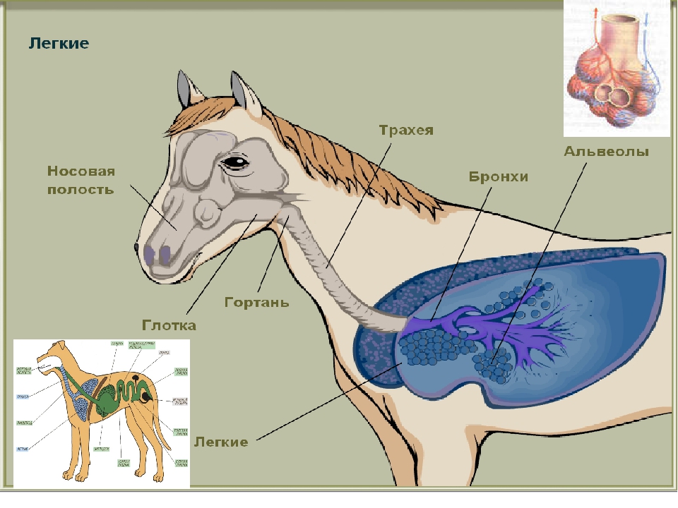 Из чего состоит лошадь: разбираем анатомию