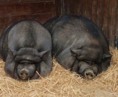 ✅ все о выращивании вьетнамской породы свиней: правила откорма, как ухаживать - tehnomir32.ru