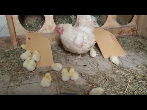 Как отучить курицу высиживать яйца