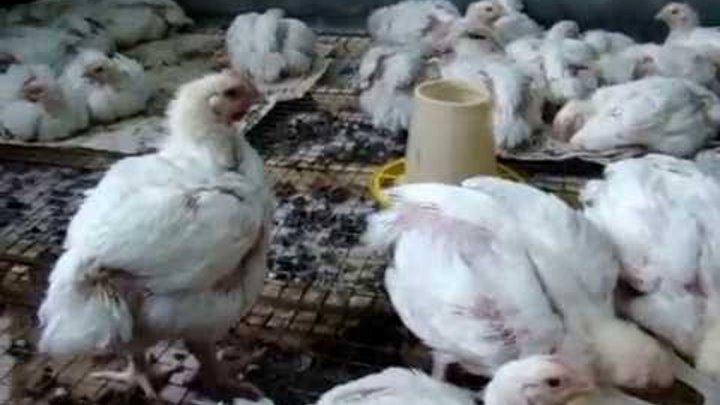 Схема пропаивания цыплят-бройлеров антибиотиками и витаминами