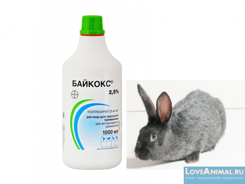 О кокцидиозе у кролика: симптомы и лечение, что давать для профилактики, йод