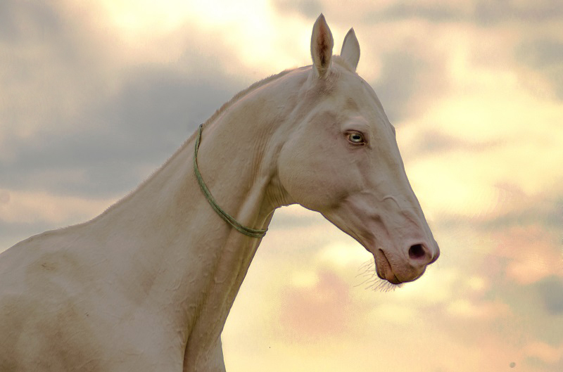 Буланая масть лошади: описание фото | мои лошадки