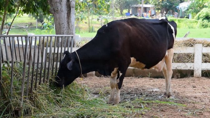 Возраст быков: сколько живут, когда могут покрыть корову, в каком возрасте режут