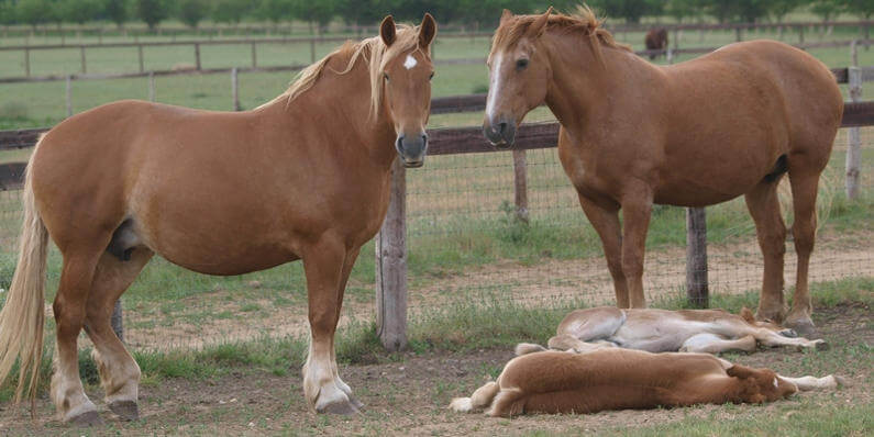 Как спят лошади: мифы и правда о способах отдыха животных