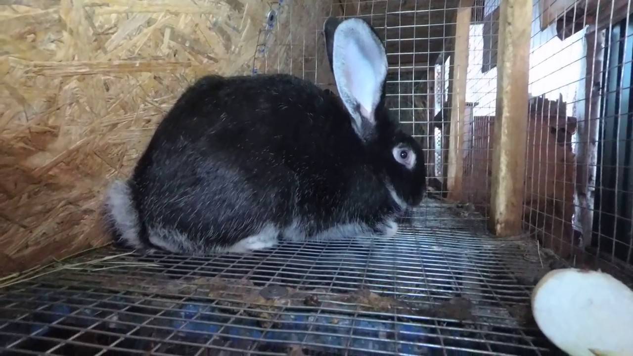 Почему кролики грызут деревянные клетки: причины и решение