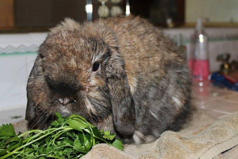 ᐉ падеж кроликов без видимых признаков болезни: дохнут крольчата - zoo-mamontenok.ru