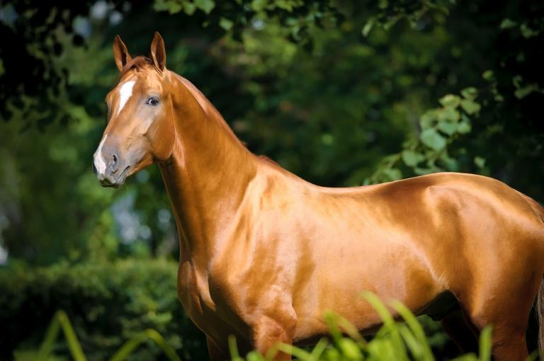 Донская лошадь: экстерьер, характер, содержание и разведение породы
