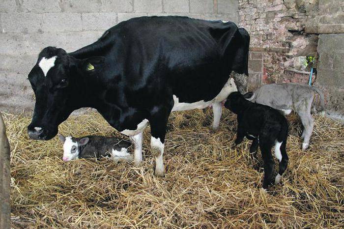 Костромская порода коров: характеристика телок, быков, телят - фото и отзывы