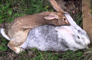Спаривание и случка кроликов: как и когда подпускать крольчиху?