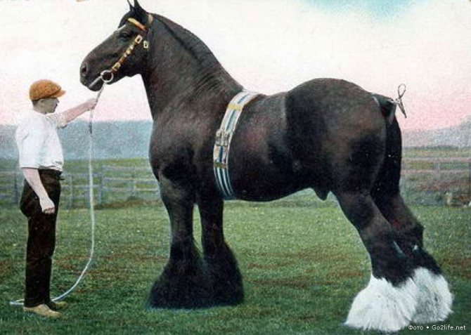 Лошадь-тяжеловоз: виды тяжелоупряжных лошадей, содержание
