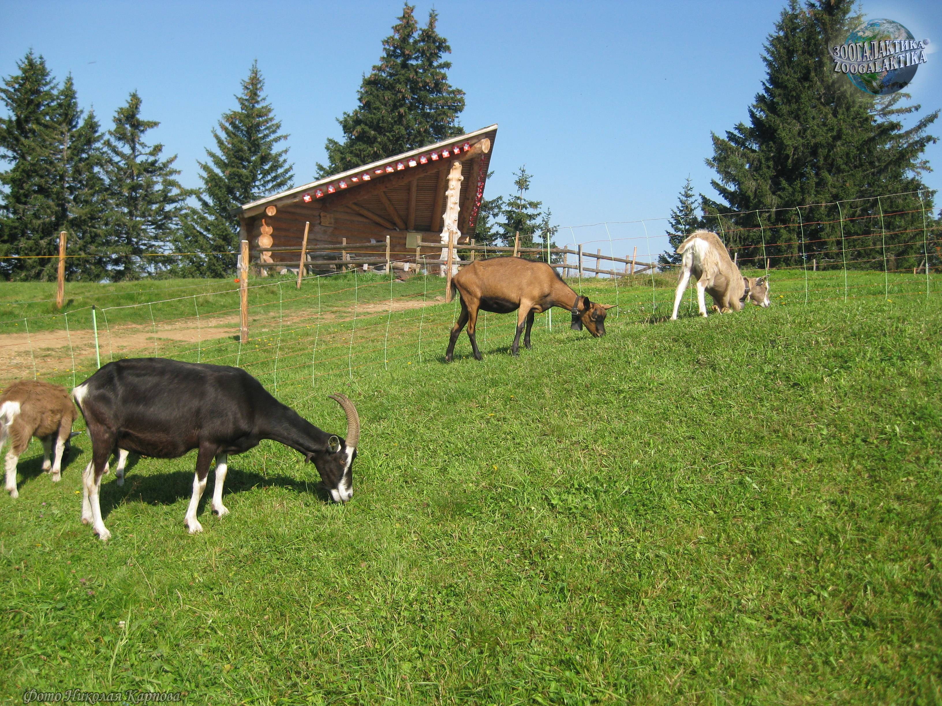 Козоводство в домашних условиях: содержание козы в хозяйстве, как ухаживать и условия, размеры стойла