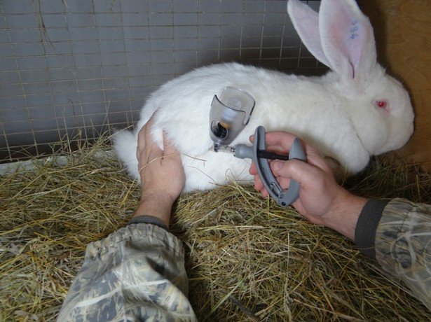 Можно ли кроликов брать за уши и как правильно держать?