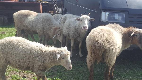Разведение овец: основы и правила — cельхозпортал