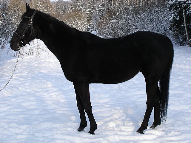 Рассмотрите фотографию черной лошади породы кабардинская. Кабардинская порода лошадей. Кабардинская порода лошадей Шолохов. Кабардино-Балкария лошади. Карачаевская лошадь.