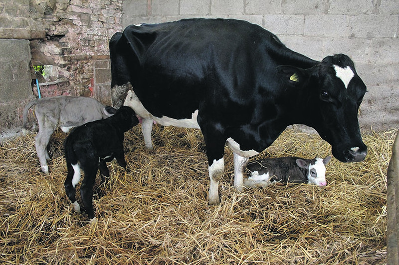 Сколько дней корова вынашивает теленка: срок беременности у коров
