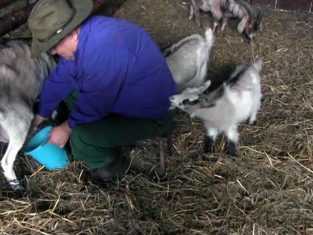 Как содержать коз: правила выращивания для начинающих