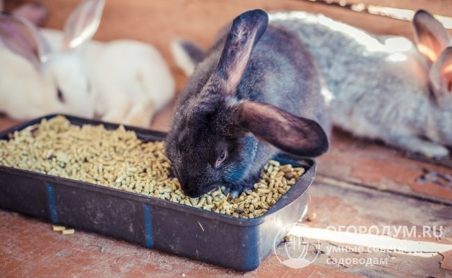 Чем и как кормить кроликов для быстрого роста