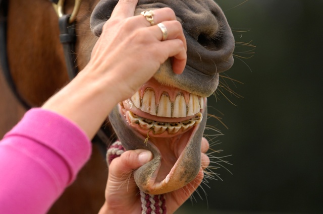 Меняются ли у лошади молочные зубы. использование возрастной изменчивости зубов для определения возраста лошади