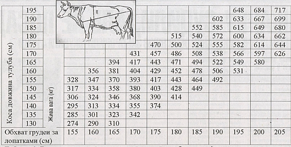 ✅ как узнать вес быка без весов (таблица измерения крс, лента обмера) - tehnomir32.ru