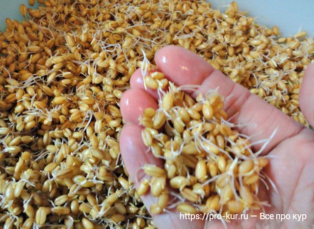 Как прорастить пшеницу для кур — инструкция по кормлению несушек зернами