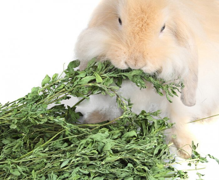 Сныть для кроликов: польза, вред правила кормления