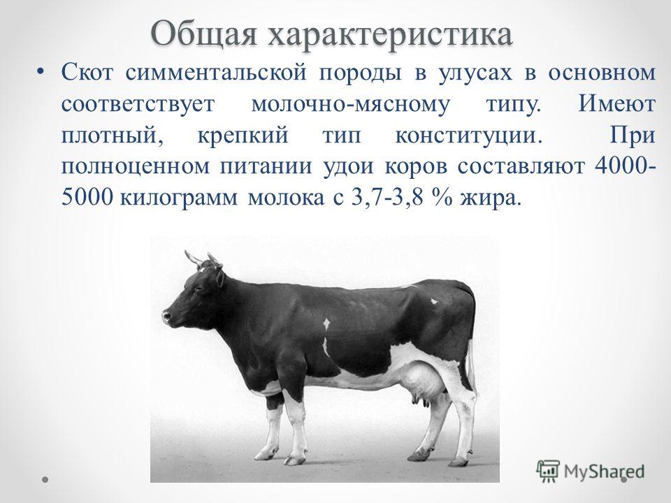 Влияние раздоя на молочную продуктивность коров: факторы, влияющие на то, солько крс даёт молока
