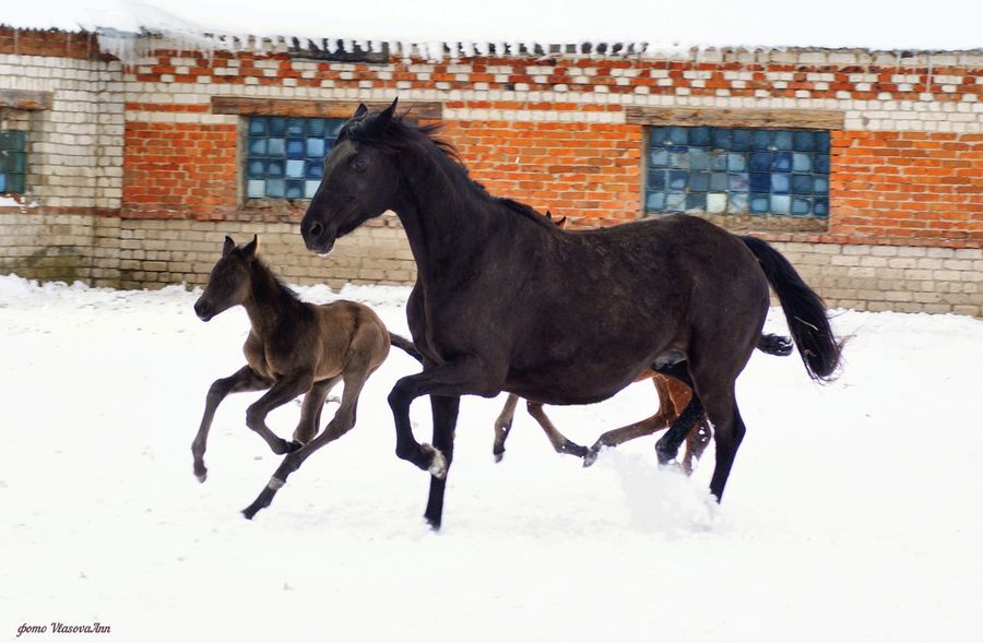 Алтайская порода лошадей: характеристика, содержание и уход