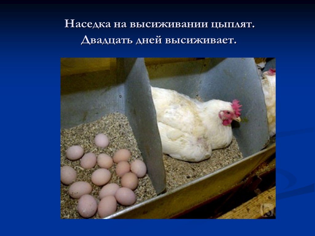 Что сделать, чтобы курица не села на яйца?