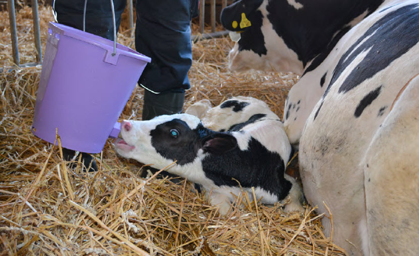 Новорожденный теленок: ссхема выпойки молока телятам