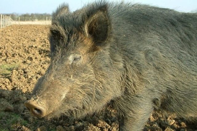 Порода свиней кармалы: описание, особенности содержания и ухода