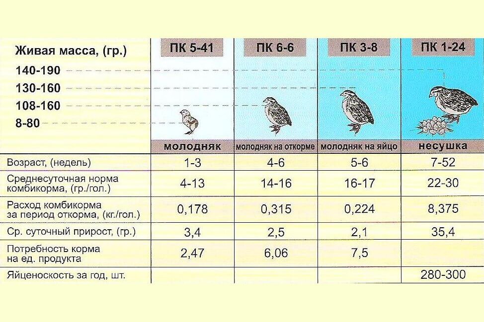 Вес индюка: сколько весит взрослая индейка? средняя и максимальная масса тушки домашней птицы, самый большой в мире индюк, ежедневная прибавка индюшат