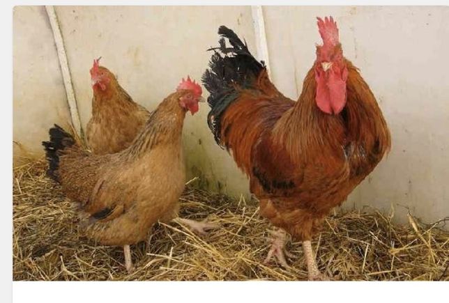 ✅ о породе кур кучинские: описание и характеристика, как определить пол у цыплят - tehnomir32.ru